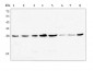 Anti-GSTM1 Antibody Picoband™ (monoclonal, 11F2)